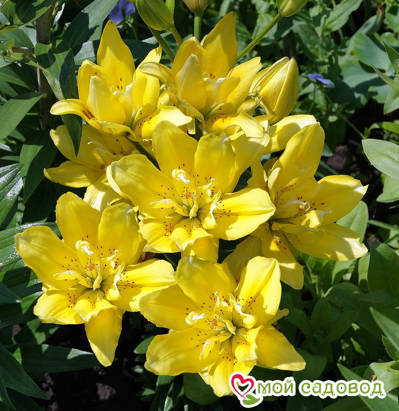 Цветочный микс! Лучшие сорта Лилий!